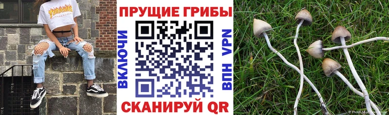 Псилоцибиновые грибы Psilocybe  Борзя 